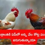 Sankranti Celebrations in Ap